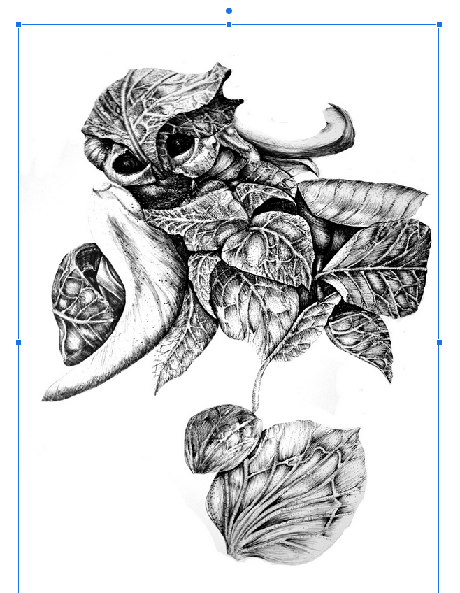 Chou hibou